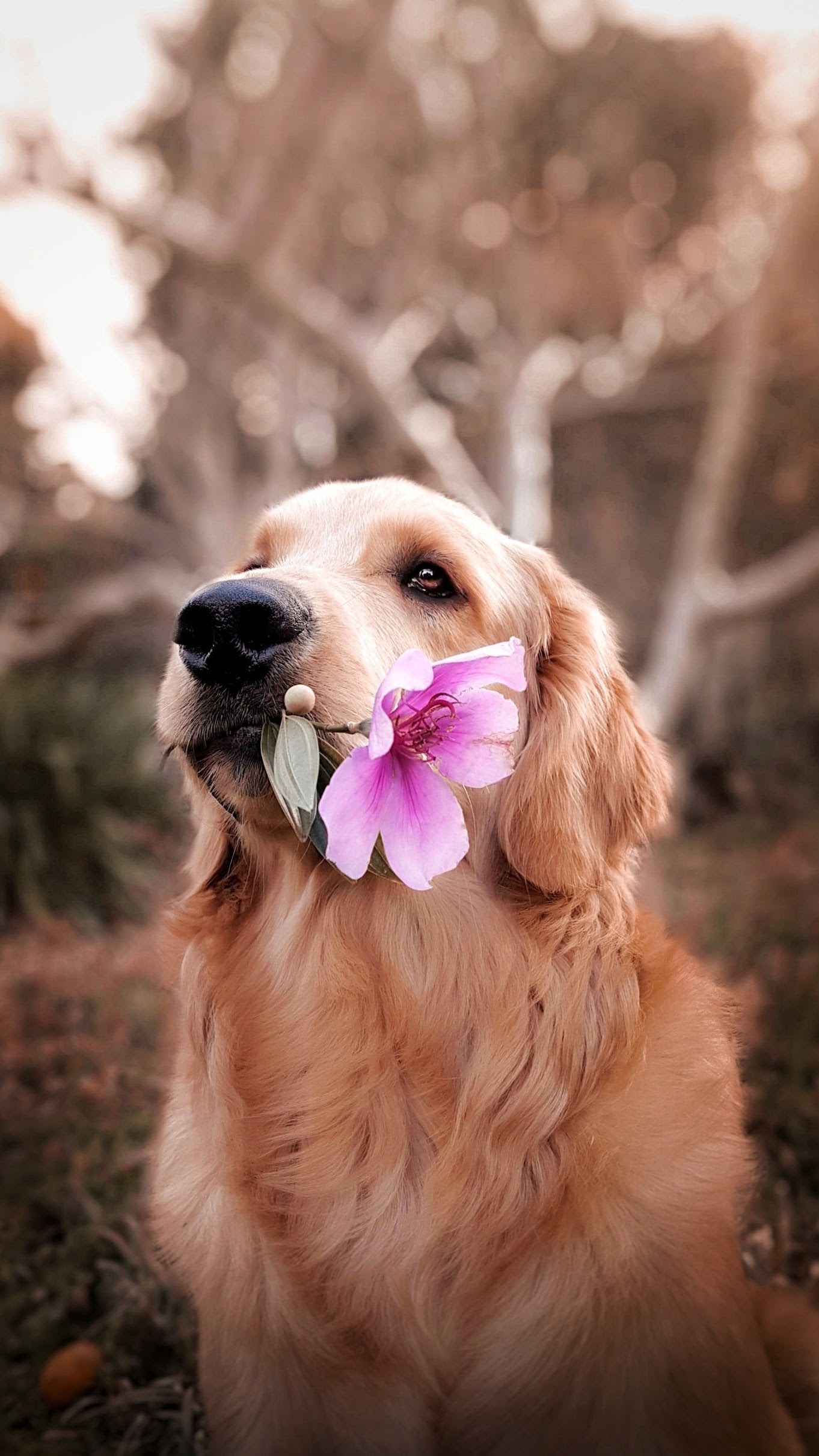 Common Allergies in Dogs