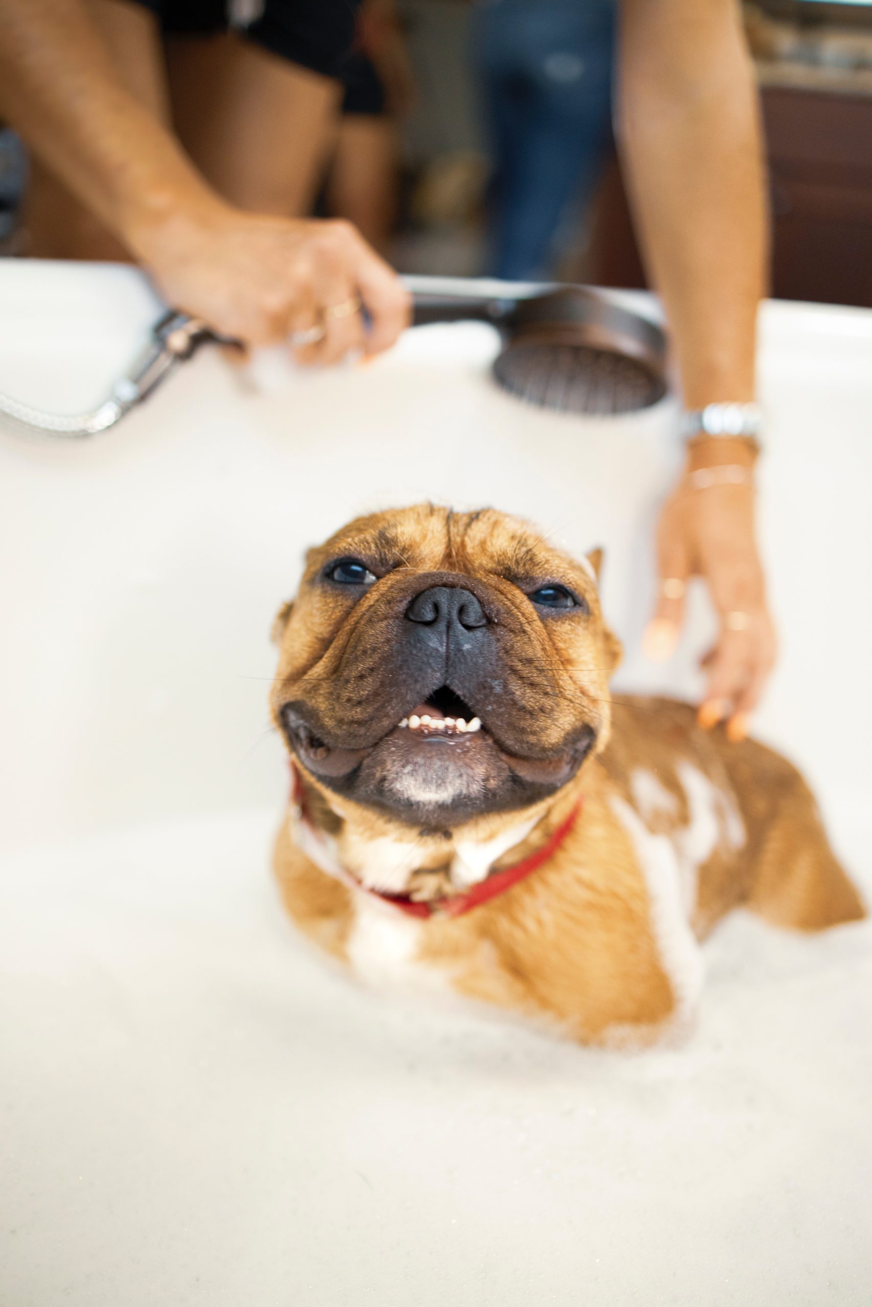 Bathe Your Dog
